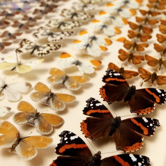 Collection of butterflies