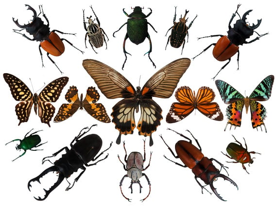 Insect Collection For Earthday