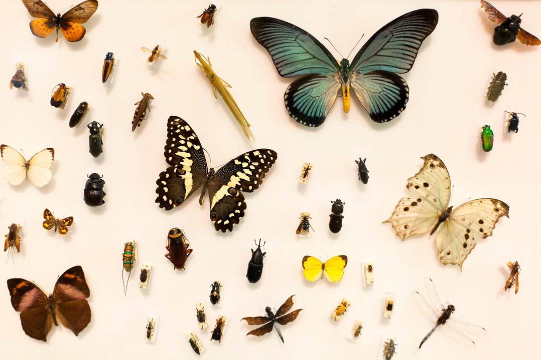 Insects collection